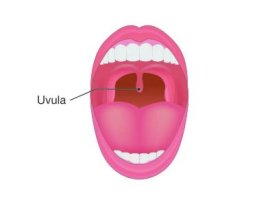 Patrový čípek (uvula paltina), ilustrace – solar22 / Shutterstock