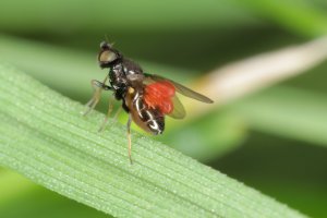 Bzunka ječná (Oscinella frit) – Tomasz Klejdysz / Shutterstock