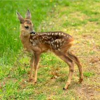 Kolouch – Birgit Reitz-Hofmann / Shutterstock