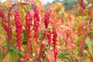 Merlík chilský (Chenopodium quinoa) – glen photo / Shutterstock