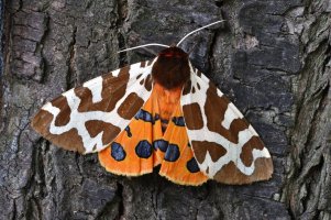 Přástevník medvědí (Arctia caja) – ajt / Shutterstock