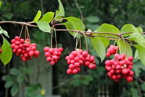 Limoník čínský (Schisandra chinensis) – alexmak7 / Shutterstock