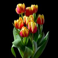 Kytice tulipánů – sunky chen / Unsplash