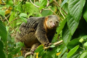 Kuskus medvědí (Ailurops ursinus) – Cendrawasih Panj / Shutterstock