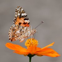 Motýl na květu – Yuichi Kageyama / Unsplash