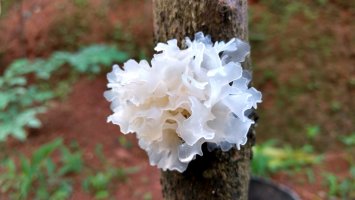 Rosolovka řasotvará (Tremella fuciformis) – Ashish Sayani / Shutterstock
