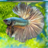 Bojovnice pestrá (Betta splendens) – panpilai paipa / Shutterstock