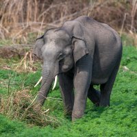 Slon indický (Elephas maximus) – Sunil_Sharma_ab / Shutterstock