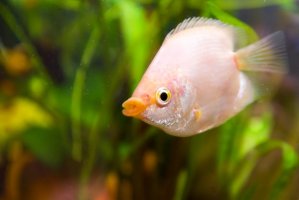 Čichavec líbající (Helostoma temminckii) – Evgenii Predybailo / Shutterstock