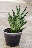 Aloe různotvará (Aloe variegata) – Marianna Vozniuk / Shutterstock