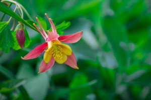 Dlouhé ostruhy na květu orlíčku (Aquilegia) – Golden Shark 2 / Shutterstock