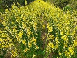 Kvetoucí pole hořčice habešské (Brassica carinata) – RAHUL LAKESAR / Shutterstock