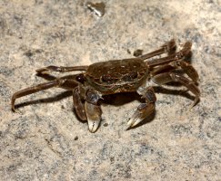Krab říční (Eriocheir sinensis), invazívní živočich – Erni / Shutterstock