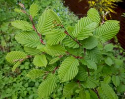 Habr obecný (Carpinus betulus) – Manfred Ruckszio / Shutterstock