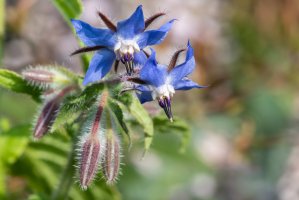 Brutnák lékařský (Borago officinalis) – Tom Meaker / Shutterstock