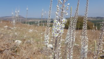 Kvetoucí urginea přímořská (Drimia maritima; syn. Urginea maritima), Izrael – studio lallka / Shutterstock