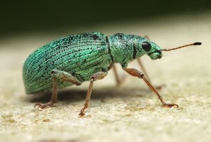 Listohlod zlatozelený (Phyllobius argentatus) – Mi St / Shutterstock