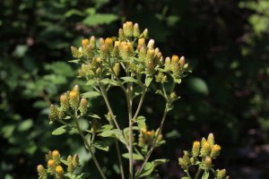 Oman hnidák (Inula conyza) – Vankich1 / Shutterstock