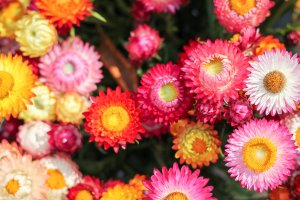 Barevné slaměnky (Xerochrysum bracteatum) – Korawat photo shoot / Shutterstock