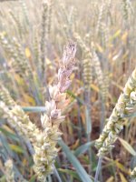 Microdochium nivale, původce růžové sněžné plísně obilnin – aleori / Shutterstock