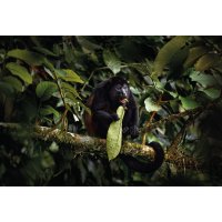 Vřešťan pláštíkový (Alouatta palliata) – Ondrej Prosicky / Shutterstock