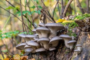 Hlíva ústřičná (Pleurotus ostreatus) – Jolanda Aalbers / Shutterstock