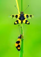 Ploskoroh pestrý (Libelloides macaronius) z řádu síťokřídlých – Darkdiamond67 / Shutterstock