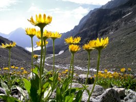 Prha chlumní (Arnica montana) – magnetix / Shutterstock