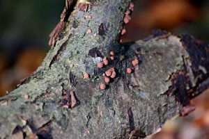 Dřevomor červený (Hypoxylon fragiforme) – Profimedia.CZ