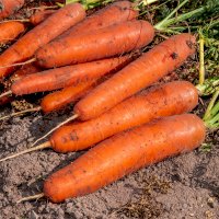 Karotka, kořen (Daucus carota) – Nick Pecker / Shutterstock