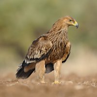 Orel královský (Aquila heliaca) – Vladimir Kogan Michael / Shutterstock
