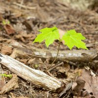 Javor mléč (Acer platanoides), mladá rostlina – Henrik Larsson / Shutterstock