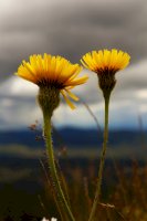 Prasetník jednoúborný (Hypochaeris uniflora) – Filip Rejman / Shutterstock