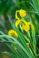 Kosatec žlutý (Iris pseudacorus) – Iva Vagnerova / Shutterstock