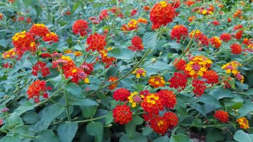 Lantana camara – Printemps PhotoArt / Shutterstock