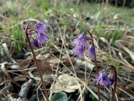 Dřípatka horská (Soldanella montana) – Danler / Shutterstock