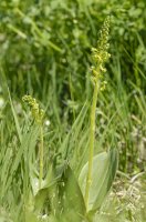Bradáček vejčitý (Listera ovata) – Bildagentur Zoonar GmbH / Shutterstock
