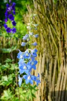 Stračka vyvýšená (Delphinium elatum) – Mariola Anna S / Shutterstock