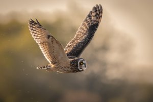 Kalous pustovka (Asio flammeus) – Steven D'Cruze / Shutterstock