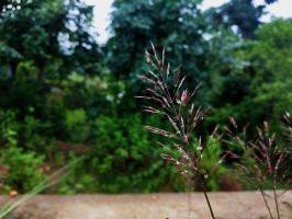 Zlatovous jižní (Chrysopogon gryllus) – Satish manjhi / Shutterstock