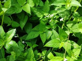 Ramie (Boehmeria nivea) – Macro Stud / Shutterstock