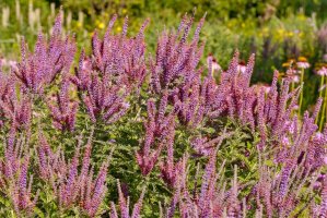 Netvařec křovitý (Amorpha fruticosa) – nnattalli / Shutterstock