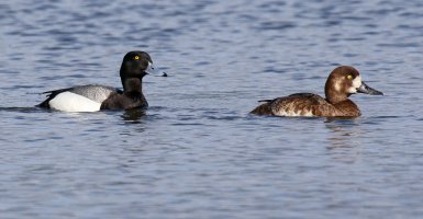Polák kaholka (Aythya marila) – Agami Photo Agency / Shutterstock