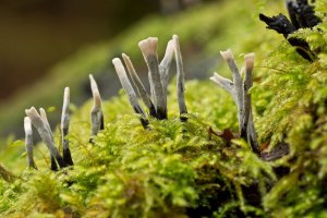 Dřevnatka parohatá (Xylaria hypoxylon) – Profimedia.CZ