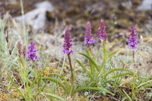 Kvetoucí pětiprstka žežulník (Gymnadenia conopsea) – Ingrid Maasik / Shutterstock