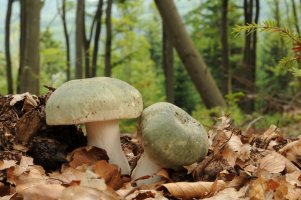 Holubinka nazelenalá (Russula virescens) – Tomasz Czadowski / Shutterstock