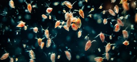 Hrotnatka (Daphnia) – vadviz.studio / Shutterstock