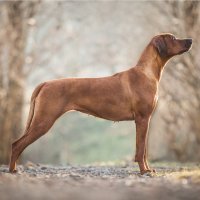 Rhodéský ridgeback – nika174 / Shutterstock