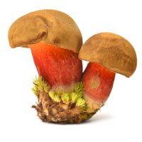Hřib kříšť (Boletus calopus), detail plodnic – bogdan ionescu / Shutterstock