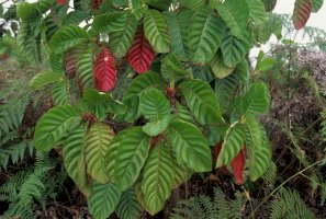 Cinchona lancifolia – COULANGES / Shutterstock